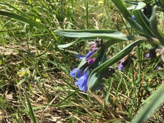 Mertensia oblongifolia