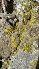Polycauliona bolacina