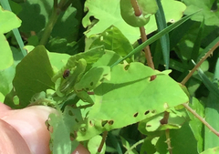 Rhinoncomimus latipes