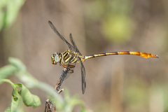 Aphylla angustifolia