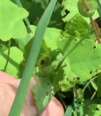 Rhinoncomimus latipes