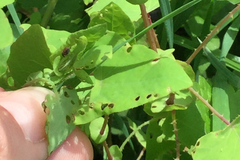 Rhinoncomimus latipes