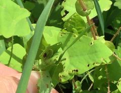 Rhinoncomimus latipes