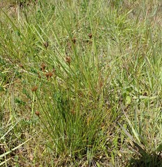 Juncus occidentalis