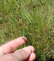 Juncus occidentalis
