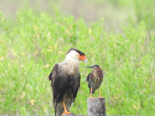 Green Heron photographed in Texas