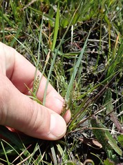 Carex saliniformis