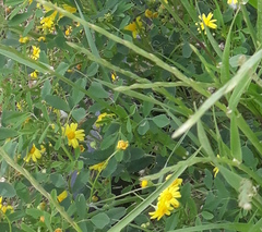 Senecio glaucus