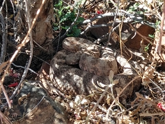 Crotalus tigris