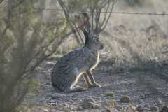 Lepus californicus asellus