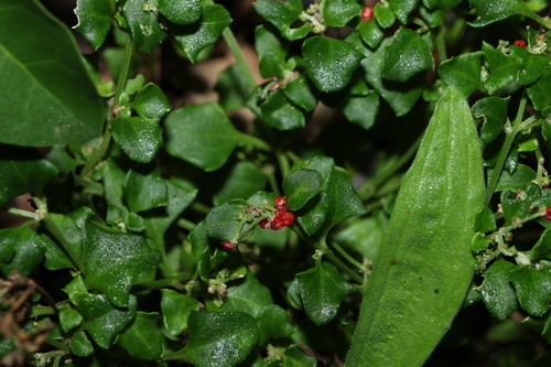 Image of Chenopodium robertianum by (c) Greg Tasney, some rights reserved (CC BY-SA)