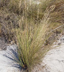Aristida junciformis
