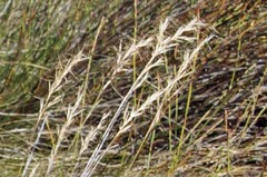 Aristida junciformis