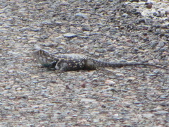 Sceloporus zosteromus rufidorsum