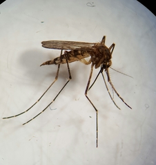 Aedes vexans