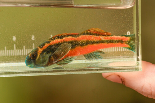 Tennessee Snubnose Darter