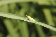 Draeculacephala minerva