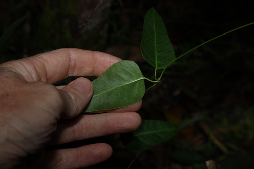 Image of Leichhardtia coronata by (c) Greg Tasney, some rights reserved (CC BY-SA)