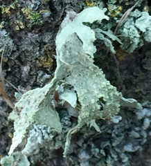 Ramalina canariensis