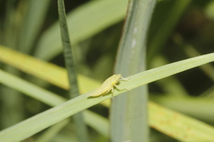 Draeculacephala minerva