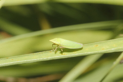 Draeculacephala minerva