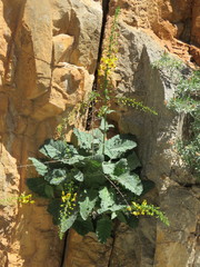 Verbascum arcturus