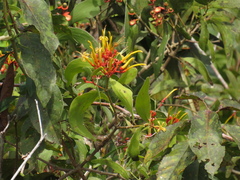 Psittacanthus cucullaris