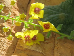 Verbascum arcturus