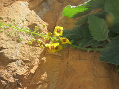 Verbascum arcturus