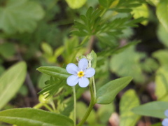 Memoremea scorpioides