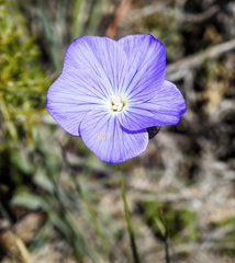 Linum perenne