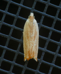 Ancylis platanana