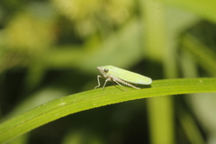 Draeculacephala minerva