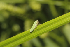 Draeculacephala minerva