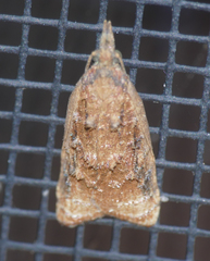 Platynota idaeusalis