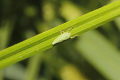 Draeculacephala minerva