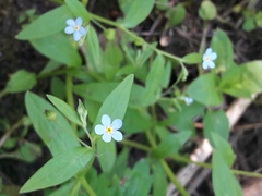 Memoremea scorpioides