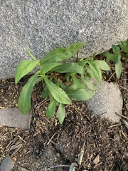 Saponaria officinalis