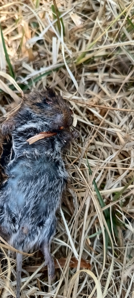 North American Least Shrew from Parques Nacionales, 50100 Toluca de ...