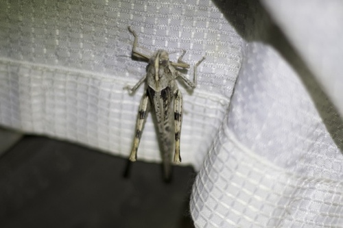 Gray Bird Grasshopper photo 5