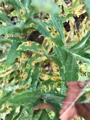 Puccinia investita