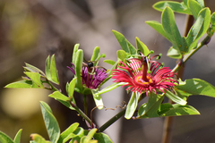 Passiflora mexicana