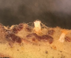 Puccinia investita