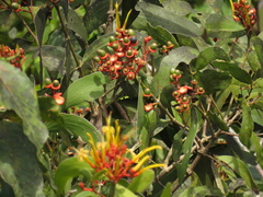 Psittacanthus cucullaris