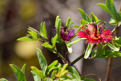 Passiflora mexicana