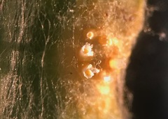 Puccinia investita