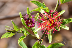 Passiflora mexicana