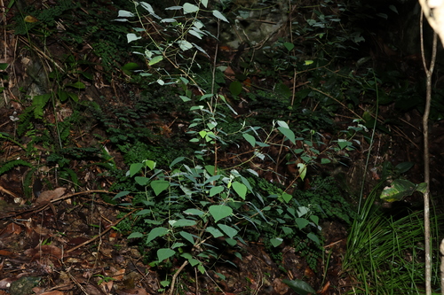Image of Homalanthus stillingiifolius by (c) Greg Tasney, some rights reserved (CC BY-SA)