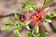 Passiflora mexicana