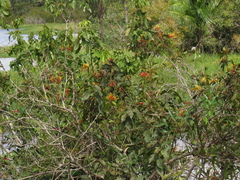 Psittacanthus cucullaris